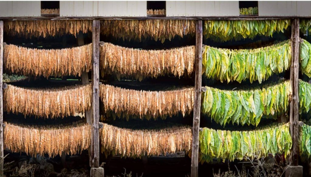 Traditional tobacco drying process in Turkish countryside.
