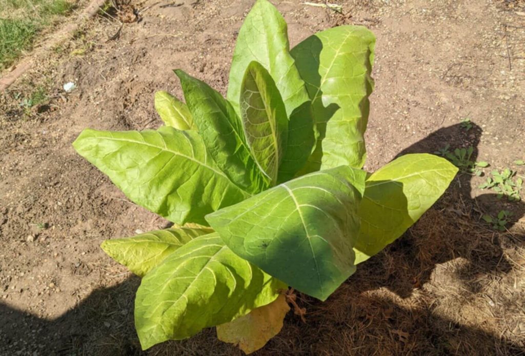 A bountiful harvest of meticulously cultivated Burley tobacco leaves.